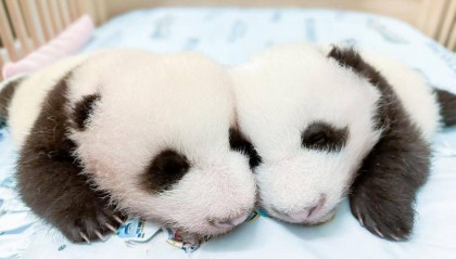 香港正月初二将在维港举行烟花汇演，大熊猫龙凤胎2月16日与公众见面