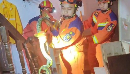 宁波一男子出门上班，打开鞋柜竟发现一条大蛇，消防：是菜花蛇，已带到野外放生