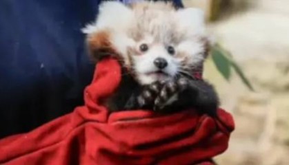英媒：爱丁堡一只小熊猫幼崽死亡，可能因烟花燃放所致出现应激反应