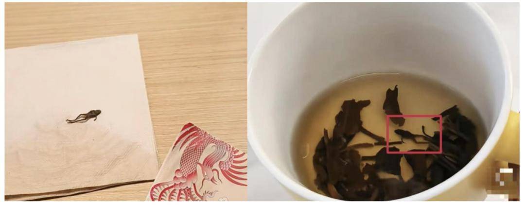 茶里喝出青蛙，食安问题重创奈雪的茶