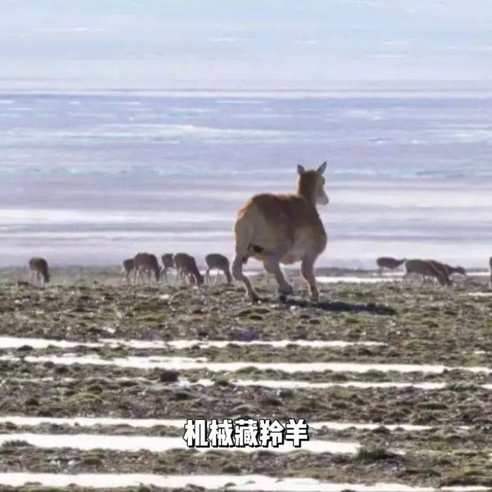 “动物间谍”升级,可可西里来了卧底羊