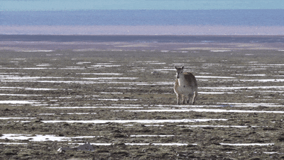 “动物间谍”升级,可可西里来了卧底羊