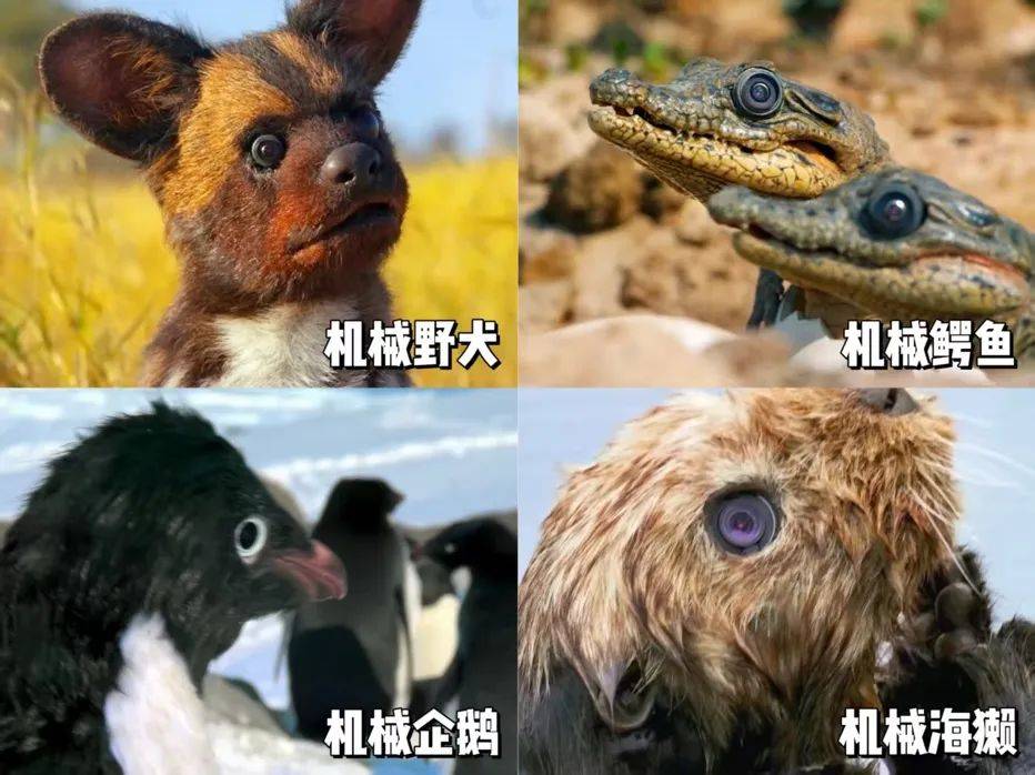 “动物间谍”升级,可可西里来了卧底羊