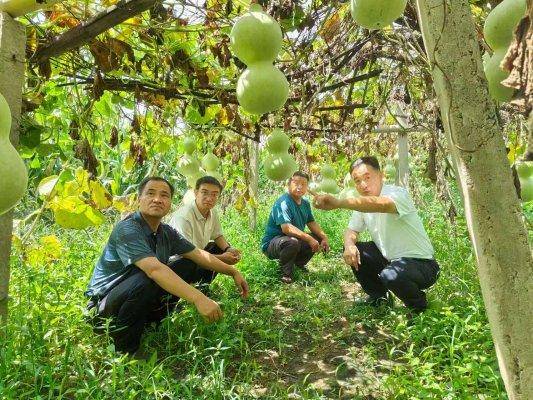 济南市莱芜区羊里街道李中荣村:“小葫芦”孕育集体经济“大产业”